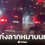 ลุงวัย 68 ขับเก๋งลากสุนัข 2 ตัววิ่งตามรถกลางนิวยอร์ก