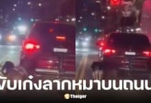 ลุงวัย 68 ขับเก๋งลากสุนัข 2 ตัววิ่งตามรถกลางนิวยอร์ก