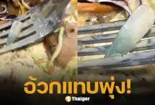 สาวช็อก สั่งสเต็กร้านดัง เปิดเจอ "เล็บปลอม" อยู่ในสลัดผัก อ้วกแทบพุ่ง ชาวเน็ตสงสัยพนง.ครัวทำเล็บได้เหรอ?