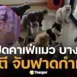 คาเฟ่แมว ทารุณสัตว์ พนง.จับแมวฟาดกำแพง เขตสั่งปิด เตรียมหาบ้านใหม่ให้น้องๆ ด่วน