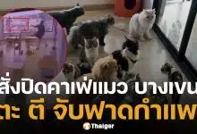 คาเฟ่แมว ทารุณสัตว์ พนง.จับแมวฟาดกำแพง เขตสั่งปิด เตรียมหาบ้านใหม่ให้น้องๆ ด่วน