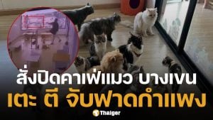 คาเฟ่แมว ทารุณสัตว์ พนง.จับแมวฟาดกำแพง เขตสั่งปิด เตรียมหาบ้านใหม่ให้น้องๆ ด่วน