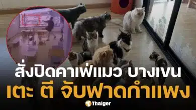 คาเฟ่แมว ทารุณสัตว์ พนง.จับแมวฟาดกำแพง เขตสั่งปิด เตรียมหาบ้านใหม่ให้น้องๆ ด่วน