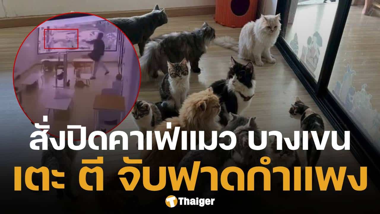 คาเฟ่แมว ทารุณสัตว์ พนง.จับแมวฟาดกำแพง เขตสั่งปิด เตรียมหาบ้านใหม่ให้น้องๆ ด่วน
