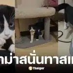 หมอเนย์ จำใจคืนแมว สมเจี๊ยบ หลังเลี้ยงได้ 3 วัน