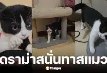 หมอเนย์ จำใจคืนแมว สมเจี๊ยบ หลังเลี้ยงได้ 3 วัน