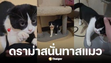 หมอเนย์ จำใจคืนแมว สมเจี๊ยบ หลังเลี้ยงได้ 3 วัน