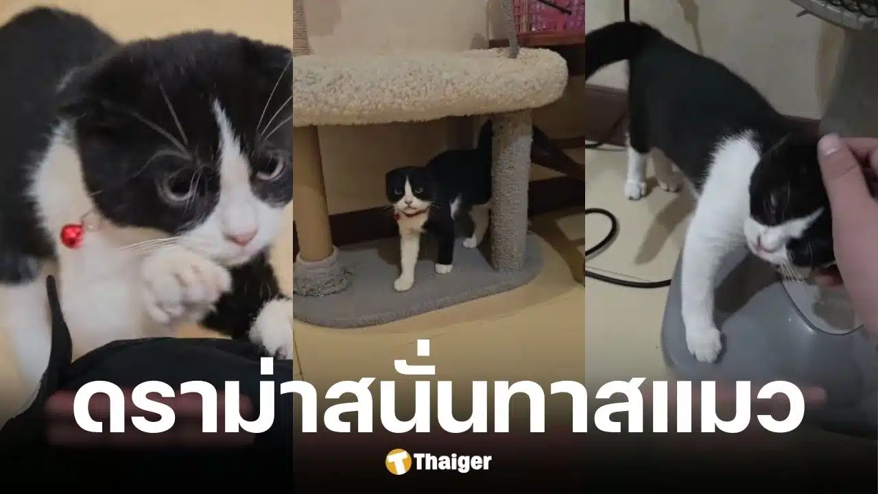 หมอเนย์ จำใจคืนแมว สมเจี๊ยบ หลังเลี้ยงได้ 3 วัน