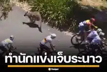 ระทึก! ฝูงจิงโจ้ตัดหน้า นักปั่นจักรยาน ขณะแข่งขัน ทำผู้แข่งขันบาดเจ็บระนาว