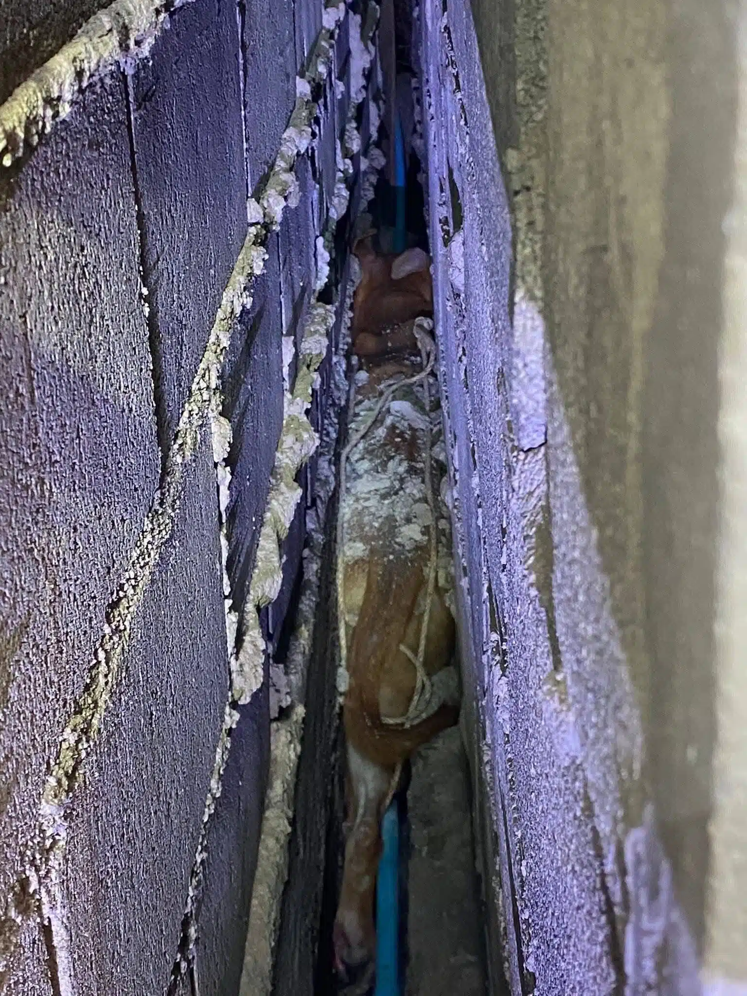 สภาพสุนัขติดแน่นอยู่ในซอกตึกแคบๆ ออกไม่ได้