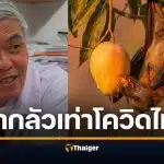 ไวรัสนิปาห์ หมอยง เตือนคนไทย กิน "น้ำตาลสด" ต้องต้มสุก สายพันธุ์เอเชียใต้ โอกาสระบาดแค่ไหน