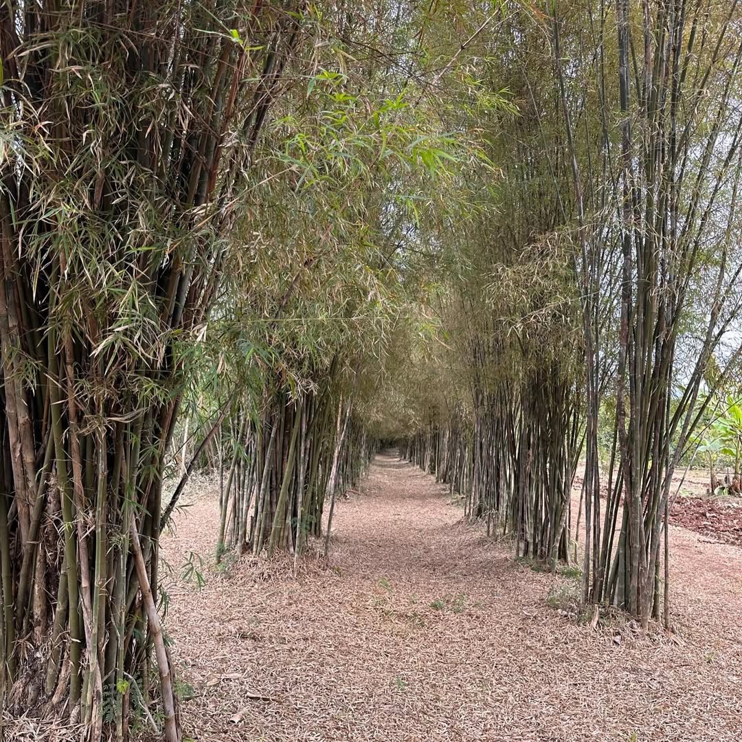 หญิง รฐา ประกาศขายที่ดินปากช่อง