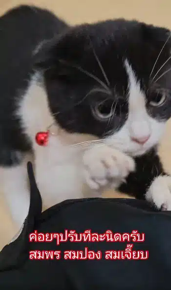 สมเจี๊ยบ-2