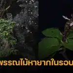 กรมอุทยานฯ พบ "หูเสือใบขน" พรรณไม้หายากสาบสูญนาน 130 ปี โผล่กลางหน้าผาเขาหินปูนอ่าวพังงา-เขาสก