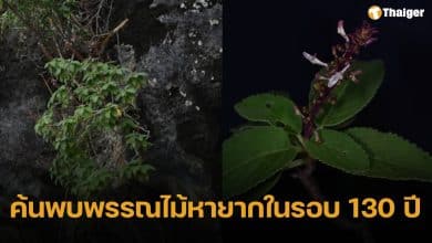 กรมอุทยานฯ พบ "หูเสือใบขน" พรรณไม้หายากสาบสูญนาน 130 ปี โผล่กลางหน้าผาเขาหินปูนอ่าวพังงา-เขาสก
