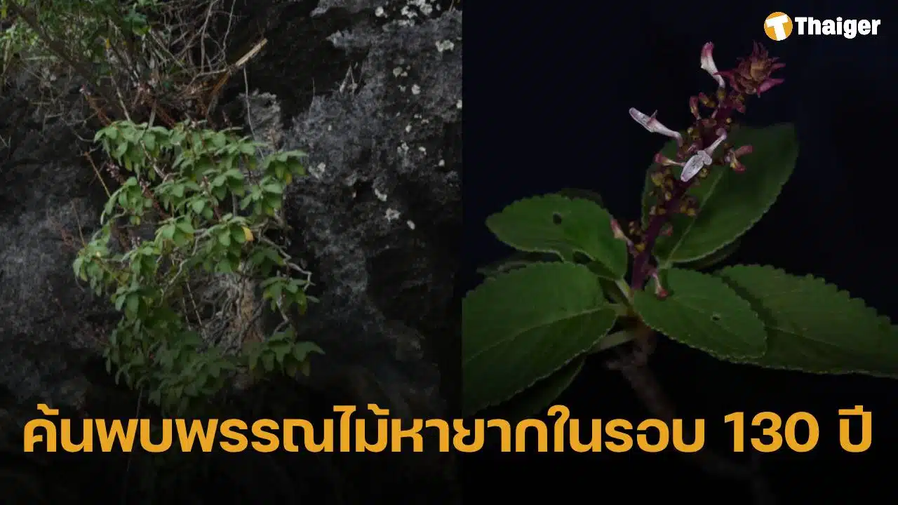 กรมอุทยานฯ พบ "หูเสือใบขน" พรรณไม้หายากสาบสูญนาน 130 ปี โผล่กลางหน้าผาเขาหินปูนอ่าวพังงา-เขาสก