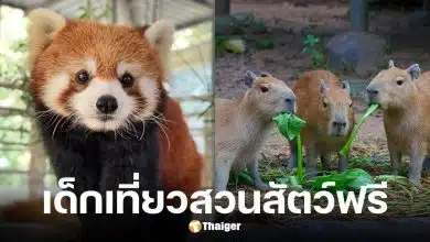 องค์การสวนสัตว์ฯ เปิด 6 สวนสัตว์ทั่วไทยให้เด็ก-ผู้สูงอายุ เที่ยวฟรี วันเด็กแห่งชาติ 2569