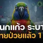 ด่วน! ไข้นกแก้ว ระบาด พบหญิงไทย ป่วยรายแรก มีประวัติเลี้ยงนกในที่ปิด-อากาศไม่ถ่ายเท