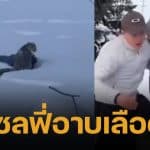 คลิปนาที นักสกีสาว หวิดสิ้นชื่อ หลังเข้าใกล้ เสือดาวหิมะ เพื่อเซลฟี่ ก่อนถูกขย้ำหน้าเละ