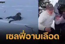คลิปนาที นักสกีสาว หวิดสิ้นชื่อ หลังเข้าใกล้ เสือดาวหิมะ เพื่อเซลฟี่ ก่อนถูกขย้ำหน้าเละ