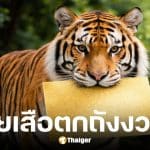 เลขเด็ดเสือตกถังพลังเงินดี งวด 17 ม.ค. 69