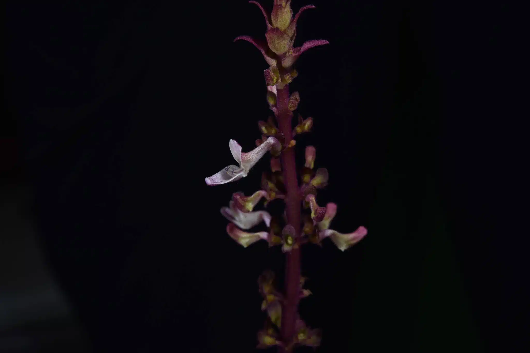 กรมอุทยานฯ ค้นพบ หูเสือใบขน พรรณไม้หายากสาบสูญนาน 130 ปี-1