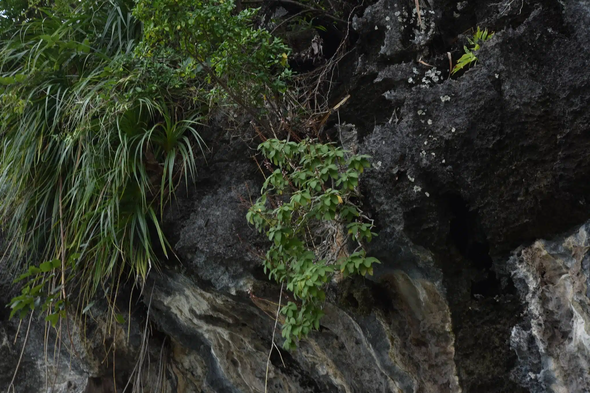 กรมอุทยานฯ ค้นพบ หูเสือใบขน พรรณไม้หายากสาบสูญนาน 130 ปี-3