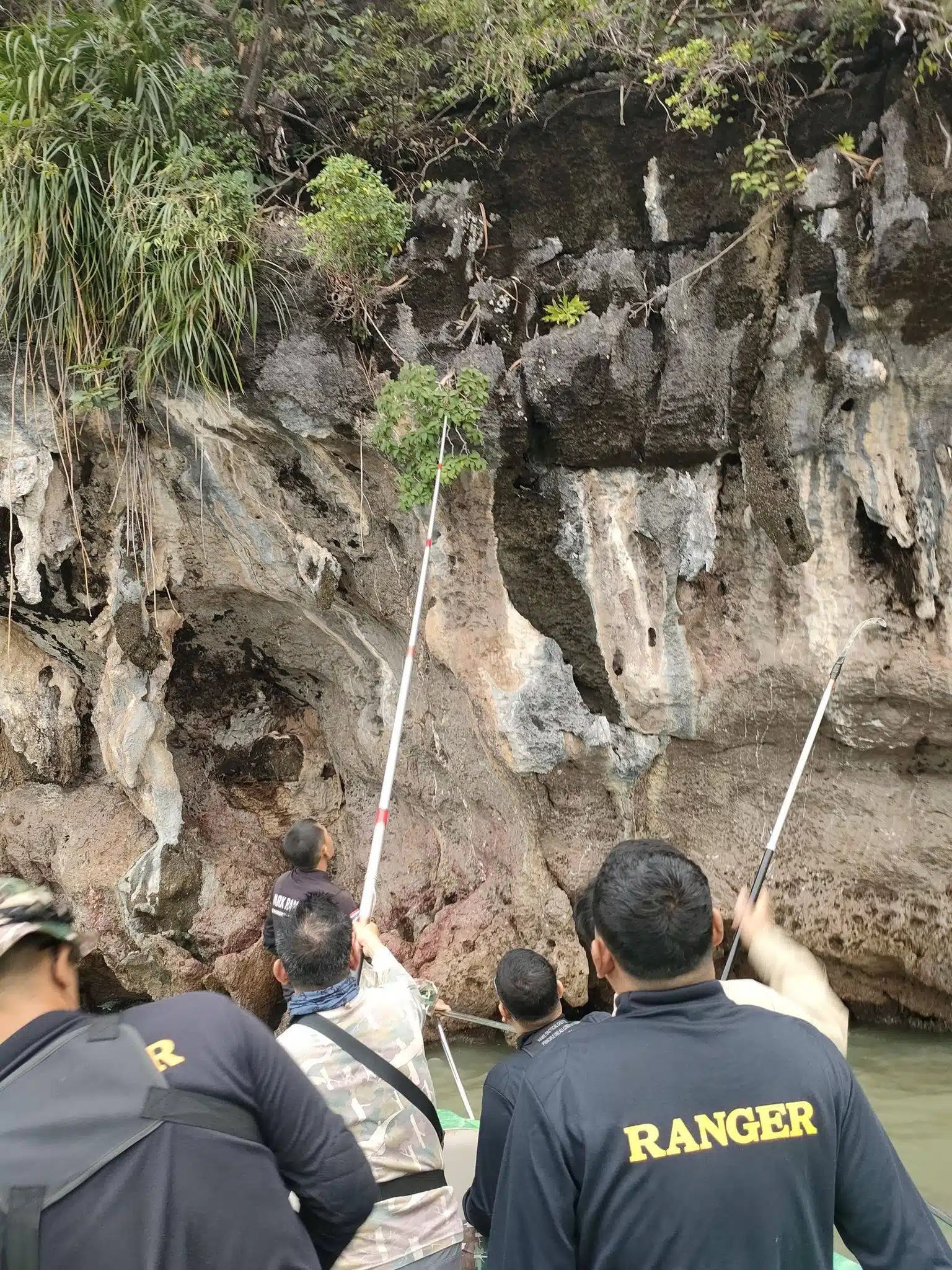 กรมอุทยานฯ ค้นพบ หูเสือใบขน พรรณไม้หายากสาบสูญนาน 130 ปี-4