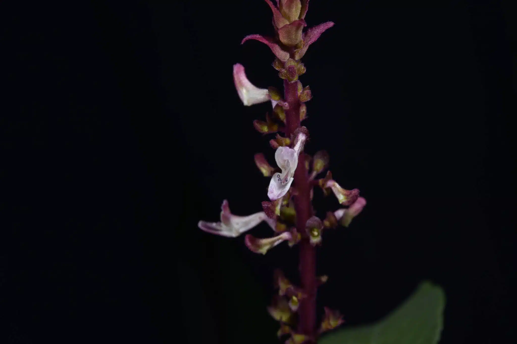 กรมอุทยานฯ ค้นพบ หูเสือใบขน พรรณไม้หายากสาบสูญนาน 130 ปี-5