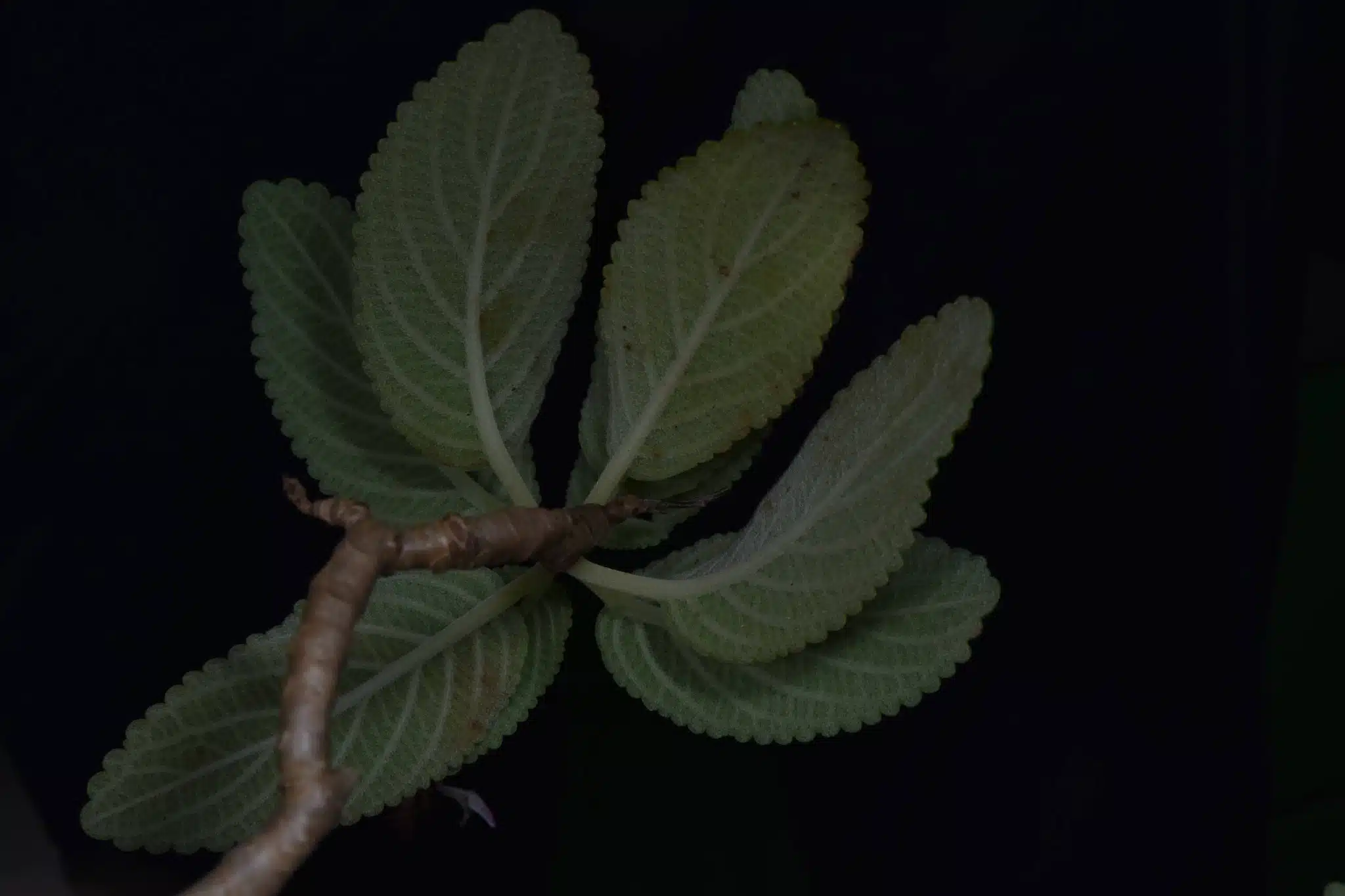 กรมอุทยานฯ ค้นพบ หูเสือใบขน พรรณไม้หายากสาบสูญนาน 130 ปี-6