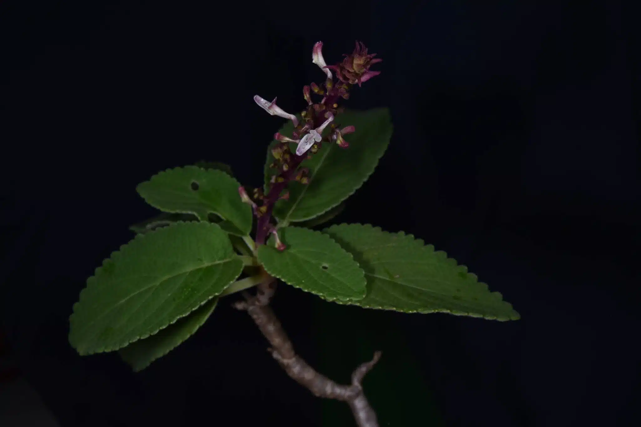 กรมอุทยานฯ ค้นพบ หูเสือใบขน พรรณไม้หายากสาบสูญนาน 130 ปี