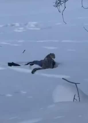 คลิปนาที นักสกีสาว หวิดสิ้นชื่อ หลังเข้าใกล้ เสือดาวหิมะ เพื่อเซลฟี่ ก่อนถูกขย้ำหน้าเละ-1