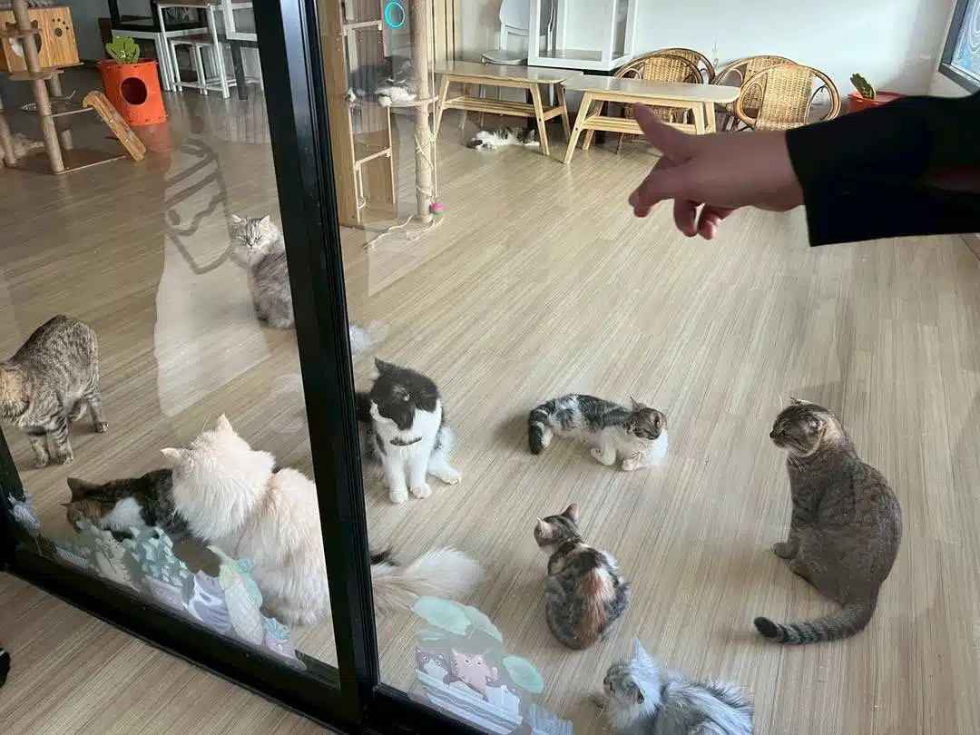 คาเฟ่แมว ทารุณสัตว์ พนง.จับแมวฟาดกำแพง เขตสั่งปิด เตรียมหาบ้านใหม่ให้น้องๆ ด่วน-1