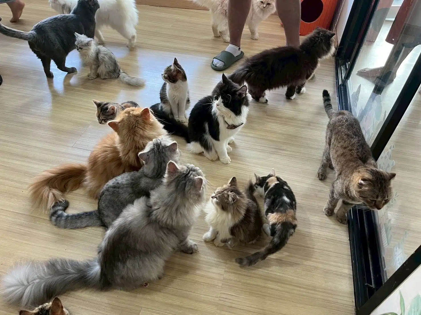 คาเฟ่แมว ทารุณสัตว์ พนง.จับแมวฟาดกำแพง เขตสั่งปิด เตรียมหาบ้านใหม่ให้น้องๆ ด่วน-3