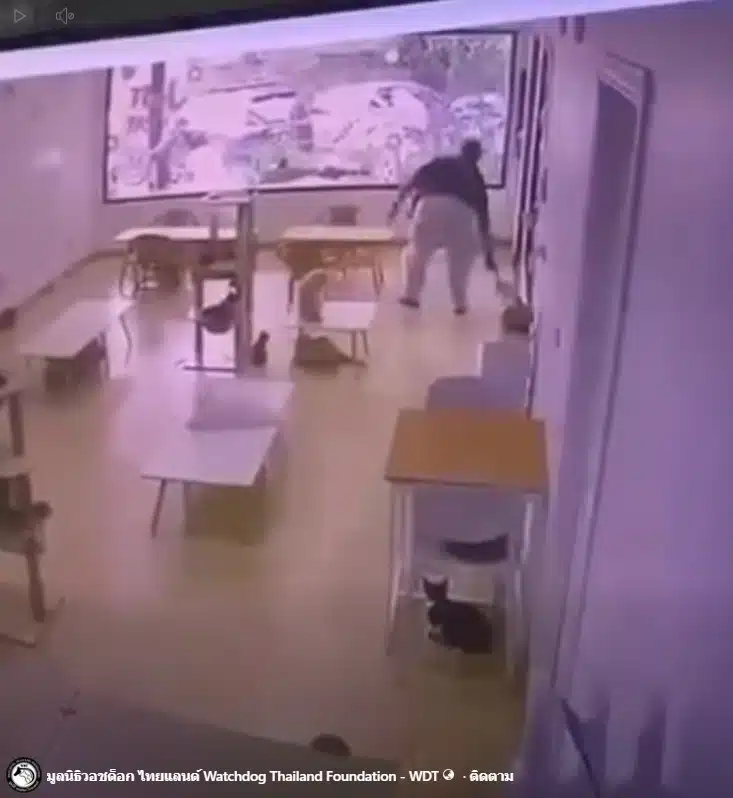 คาเฟ่แมว ทารุณสัตว์ พนง.จับแมวฟาดกำแพง เขตสั่งปิด เตรียมหาบ้านใหม่ให้น้องๆ ด่วน-6