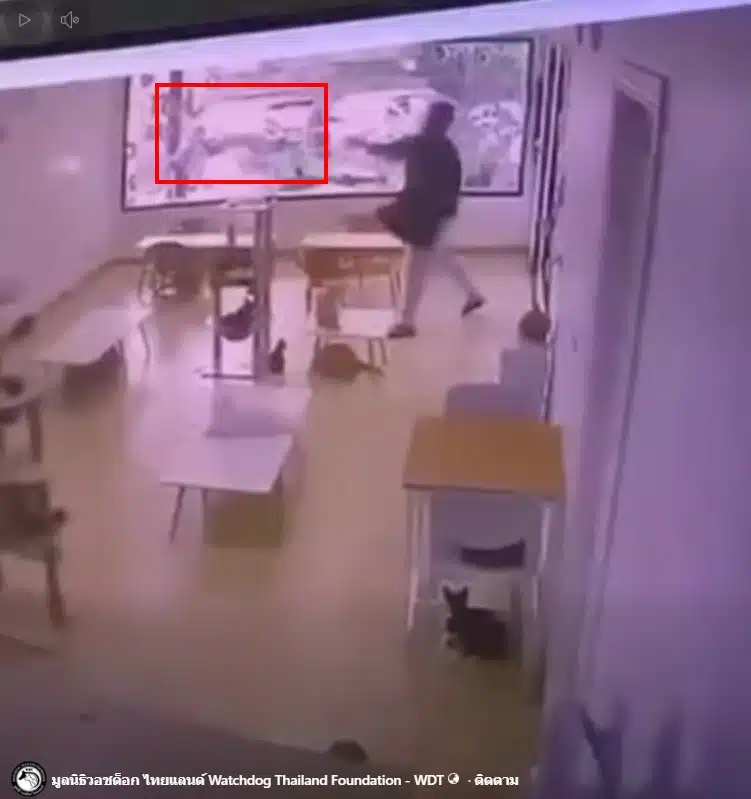 คาเฟ่แมว ทารุณสัตว์ พนง.จับแมวฟาดกำแพง เขตสั่งปิด เตรียมหาบ้านใหม่ให้น้องๆ ด่วน-7