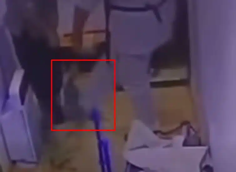 คาเฟ่แมว ทารุณสัตว์ พนง.จับแมวฟาดกำแพง เขตสั่งปิด เตรียมหาบ้านใหม่ให้น้องๆ ด่วน-8