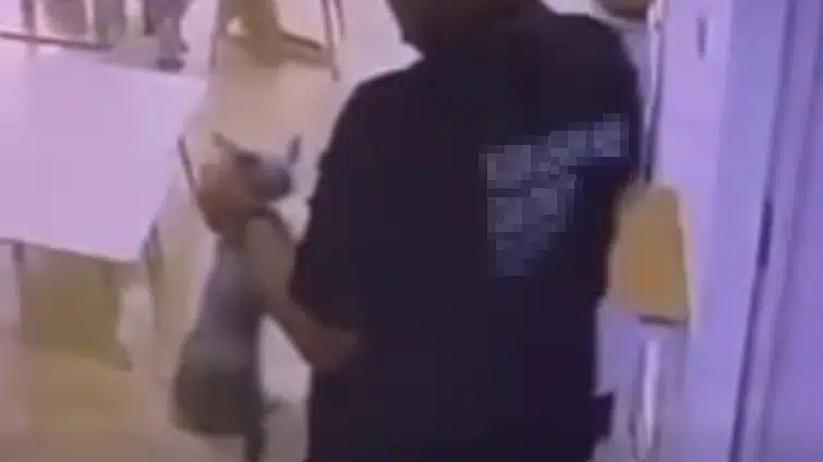 คาเฟ่แมว ทารุณสัตว์ พนง.จับแมวฟาดกำแพง เขตสั่งปิด เตรียมหาบ้านใหม่ให้น้องๆ ด่วน-9