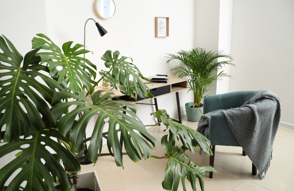 เพิ่มพื้นที่สีเขียวภายในบ้าน