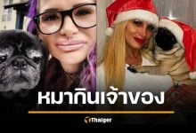 สลด สาวดับปริศนาคาห้องพัก ถูก "สุนัขปั๊ก" สุดที่รักแทะศพประทังหิว