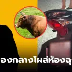 ชนวัวเจอยาบ้า 400 เม็ด