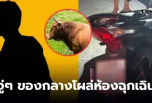 ชนวัวเจอยาบ้า 400 เม็ด