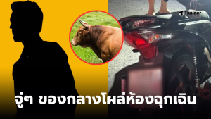 ชนวัวเจอยาบ้า 400 เม็ด