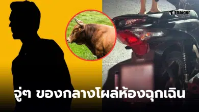 ชนวัวเจอยาบ้า 400 เม็ด