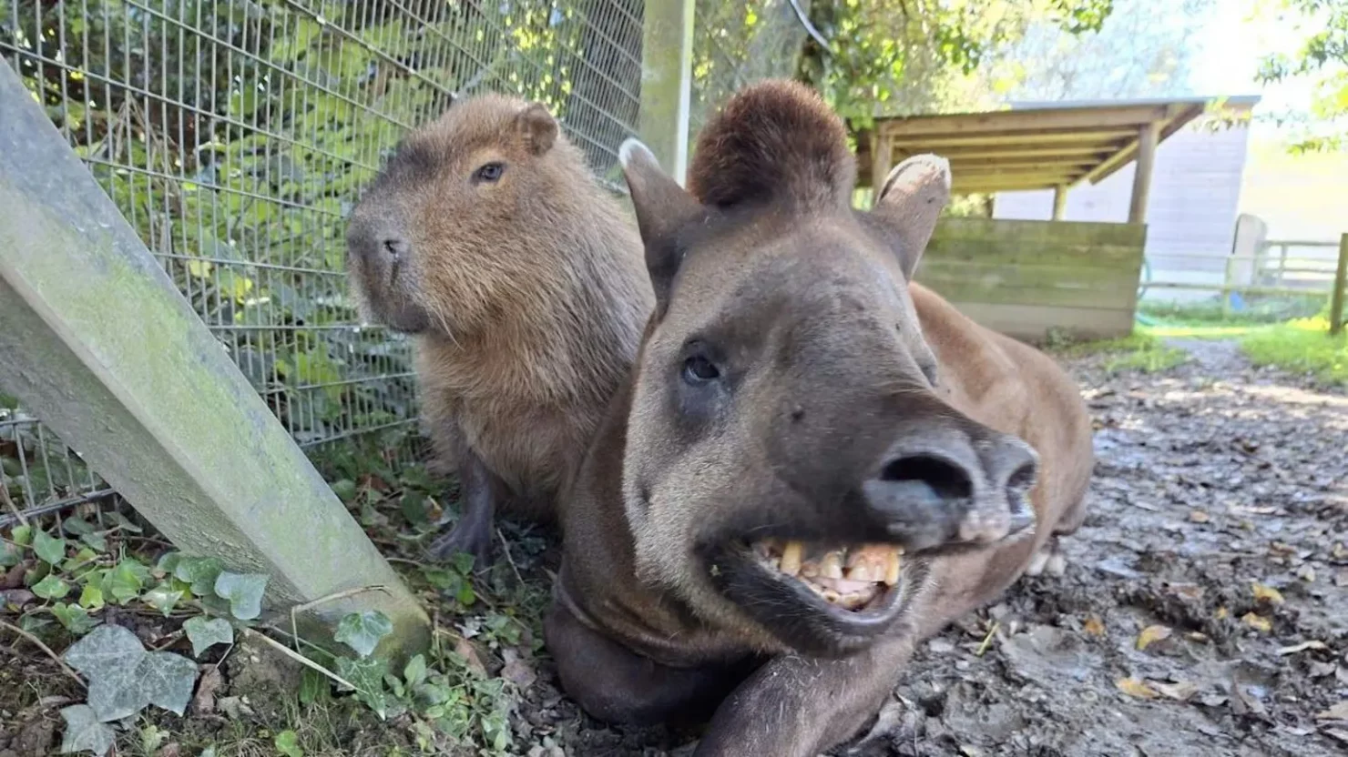 สวนสัตว์อังกฤษ การุณยฆาต เพื่อนซี้ "สมเสร็จ-คาปิบารา" ในวันเดียวกัน กลัวน้องโดดเดี่ยว