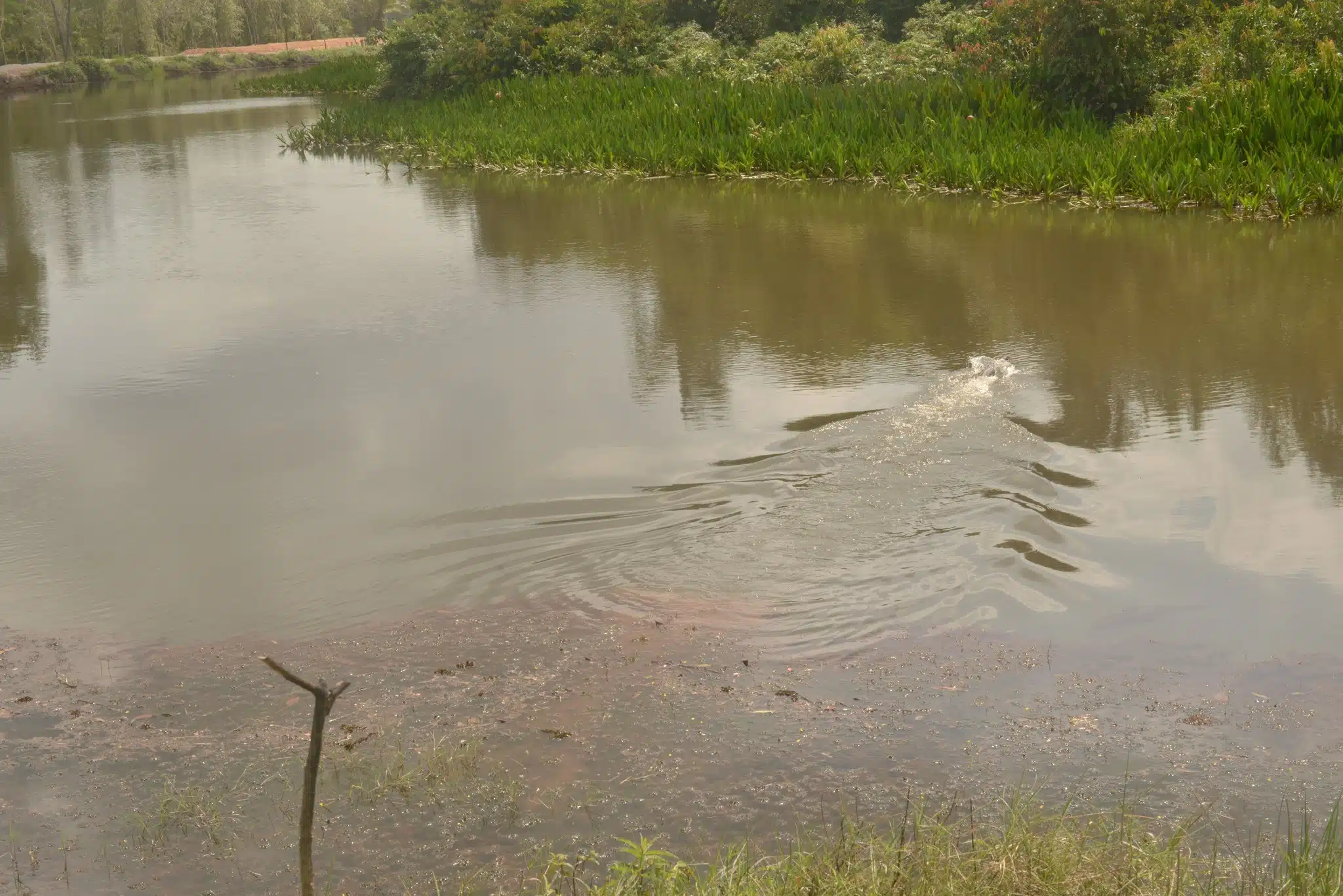 ในวันที่ 26 มกราคม พ.ศ. 2569 เมื่อได้รับทราบข่าว ทีมจากสถานีวิจัยสัตว์ป่าป่าพรุ-ป่าฮาลาบาลา ได้ไปตามหาโดยการเดินส่องไฟหาในบริเวณริมคลองที่พบก่อนหน้านี้ และพบตะโขงในบริเวณที่ไม่ไกลจากที่พบครั้งแรกมากนัก