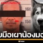 รวบชายวัย 52 ปี ใจเหี้ยม จุดไฟเผาทั้งเป็น "น้องมอลลี่" สุนัขพันธุ์ไซบีเรียน