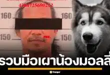 รวบชายวัย 52 ปี ใจเหี้ยม จุดไฟเผาทั้งเป็น "น้องมอลลี่" สุนัขพันธุ์ไซบีเรียน