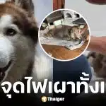 สุนัขไซบีเรียนถูกราดน้ำมันจุดไฟเผาทั้งเป็น