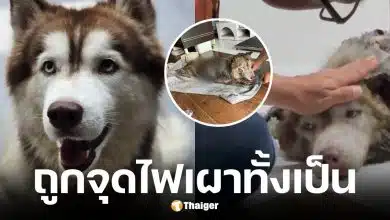 สุนัขไซบีเรียนถูกราดน้ำมันจุดไฟเผาทั้งเป็น